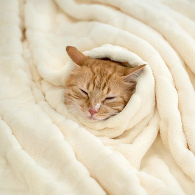 Cozy Bliss Luxe Pluche Throw Deken