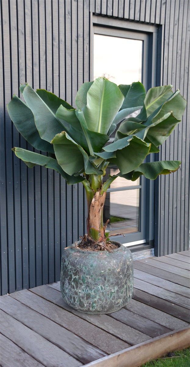 Pot Arenal Relic jade